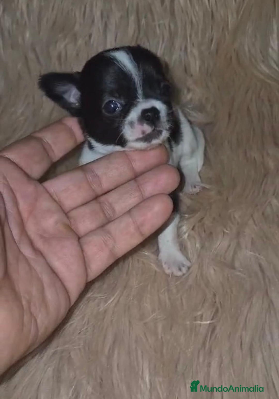 Chihuahua perros en venta: Chihuahua mini-toy ruso - Imagen 26
