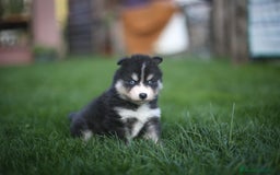 Pomsky perros en venta: Pomsky Toy F3 - Imagen 4