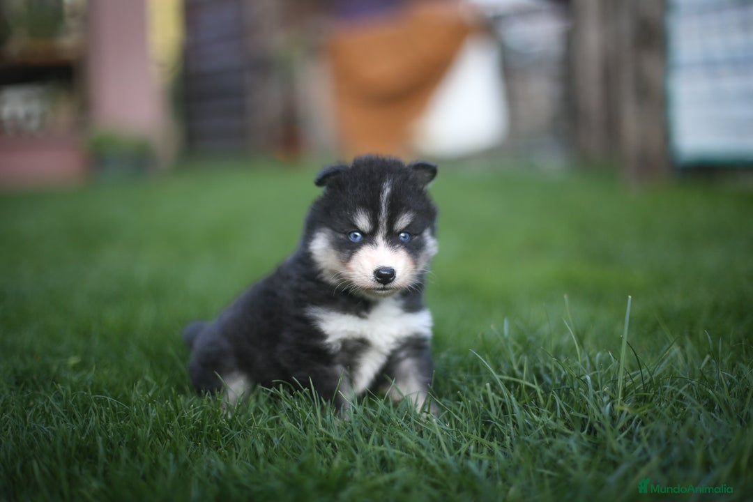 Pomsky perros en venta: Pomsky Toy F3 - Imagen 4