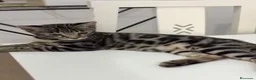 Bengalí gatos en venta: Bengalí  - Anuncio 3