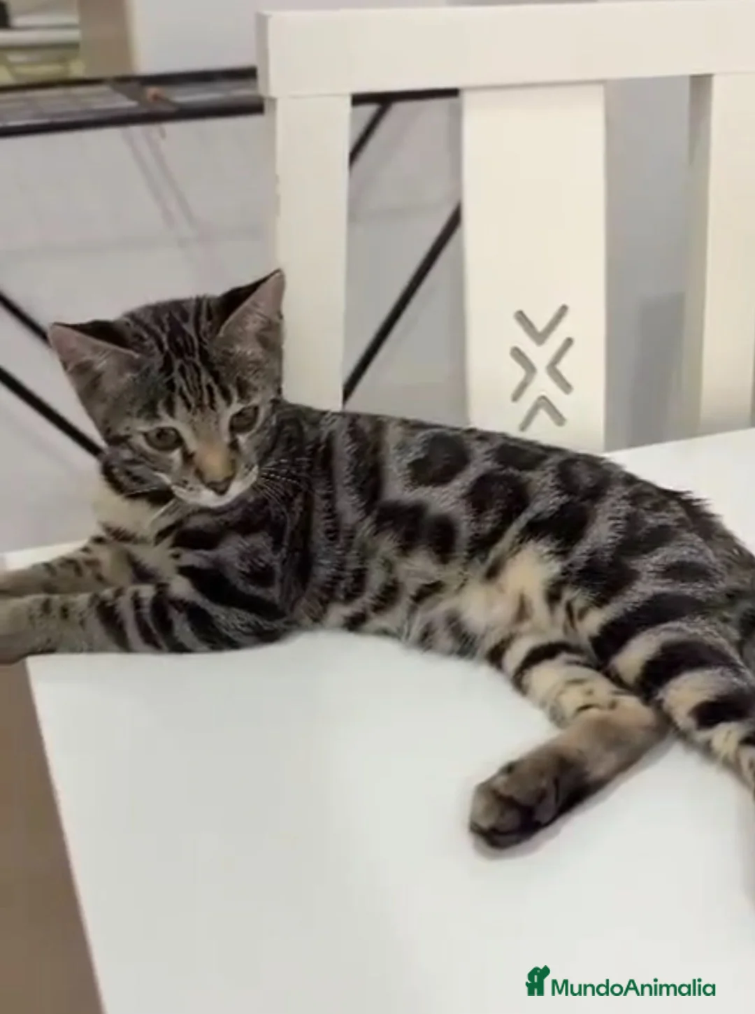 Bengalí gatos en venta: Bengalí  - Anuncio 3