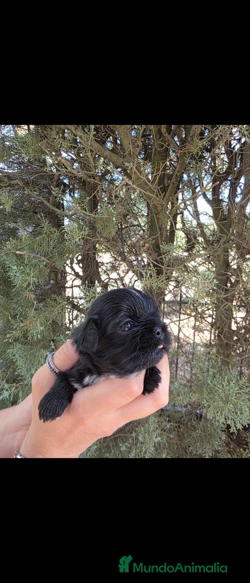 Shih Tzu perros Machitos shih tzu - Anuncio 1