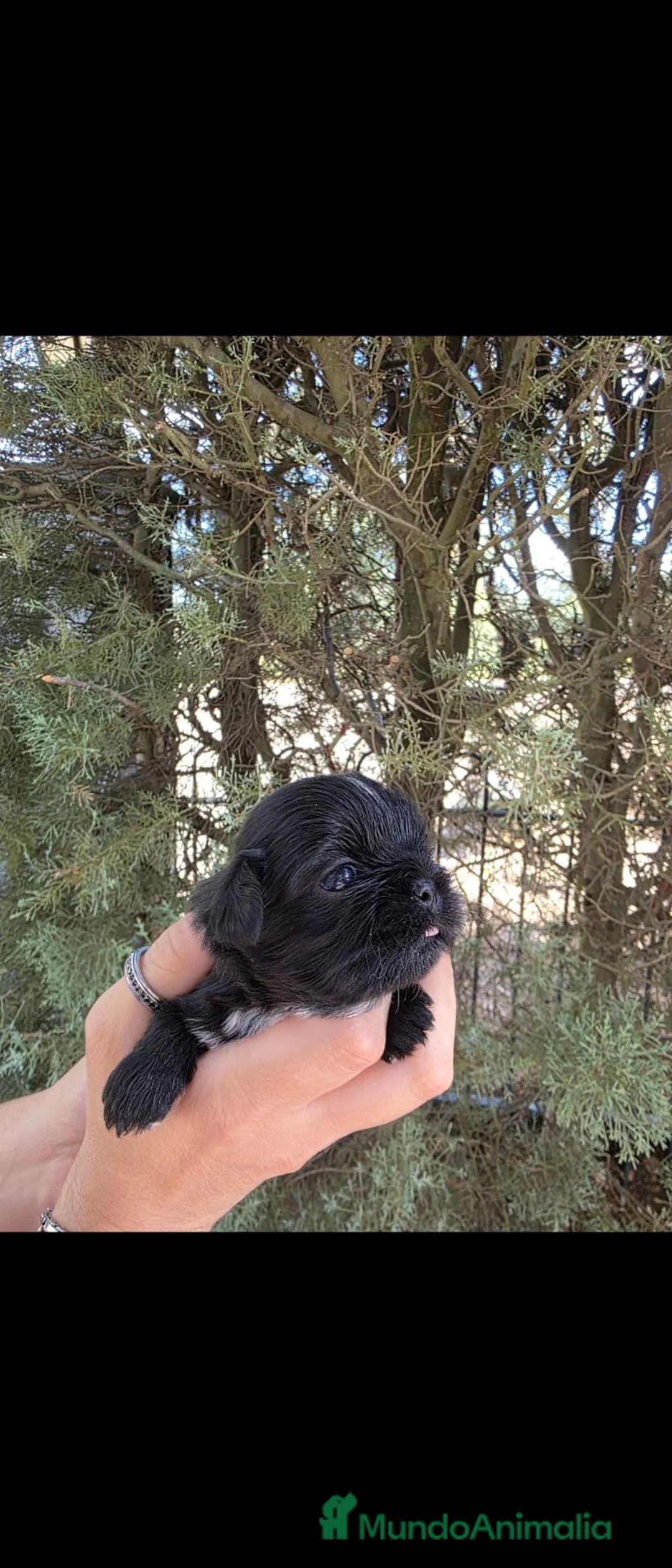 Shih Tzu perros en venta: Machitos shih tzu - Anuncio 1