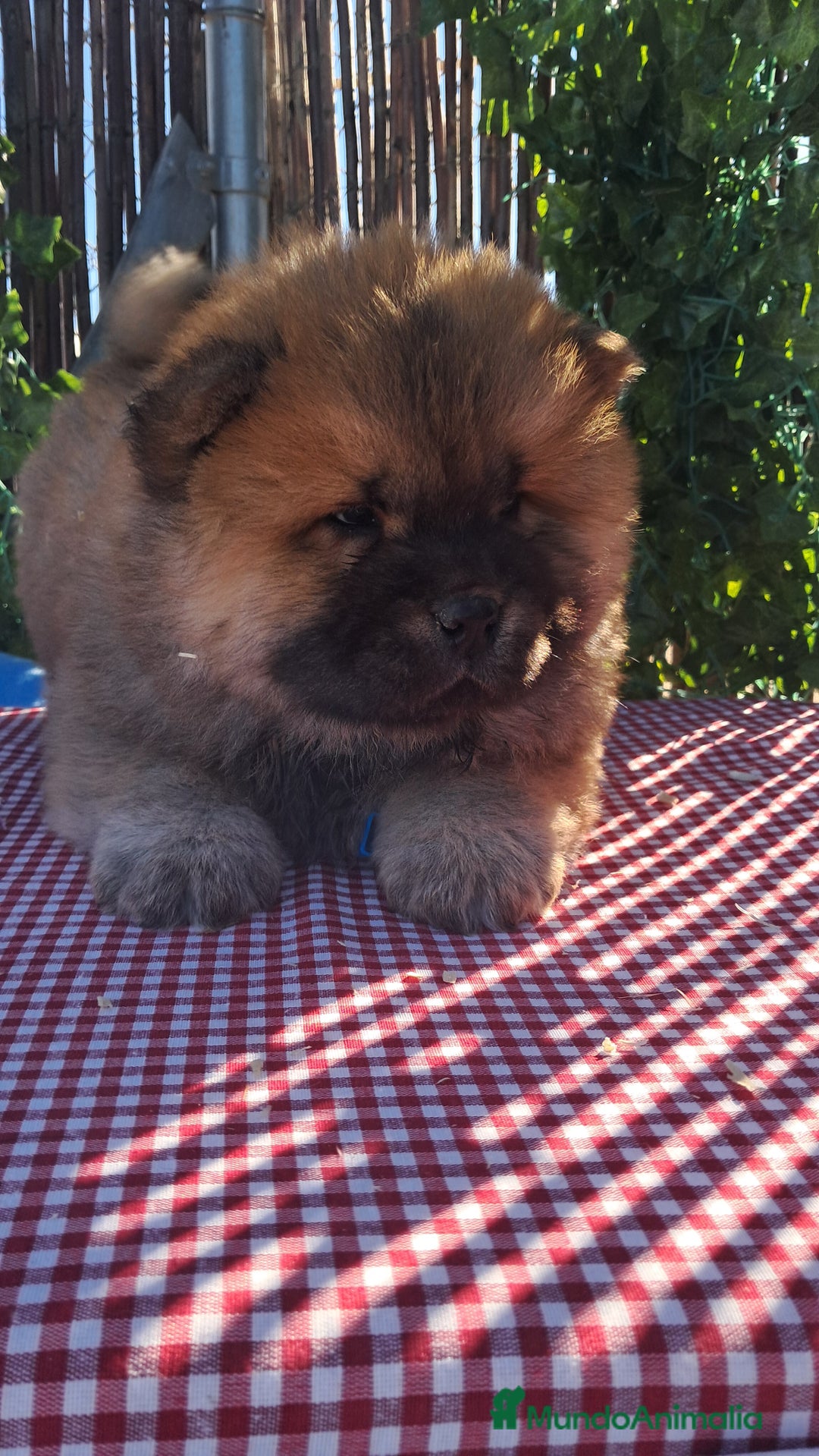 Chow Chow perros en venta: Bebes chow chow /lengua azul  - Anuncio 1