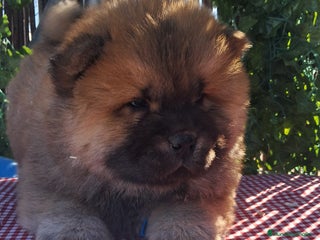 Chow Chow perros Bebes chow chow /lengua azul - Anuncio 1