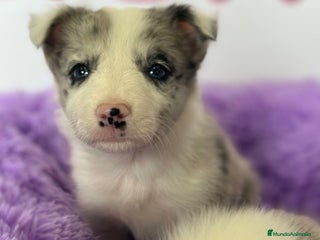 Border Collie perros - Anuncio 5