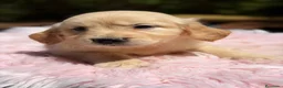 Golden Retriever perros en venta: EXCELENTE CAMADA DE GOLDEN RETRIEVER - Anuncio 5