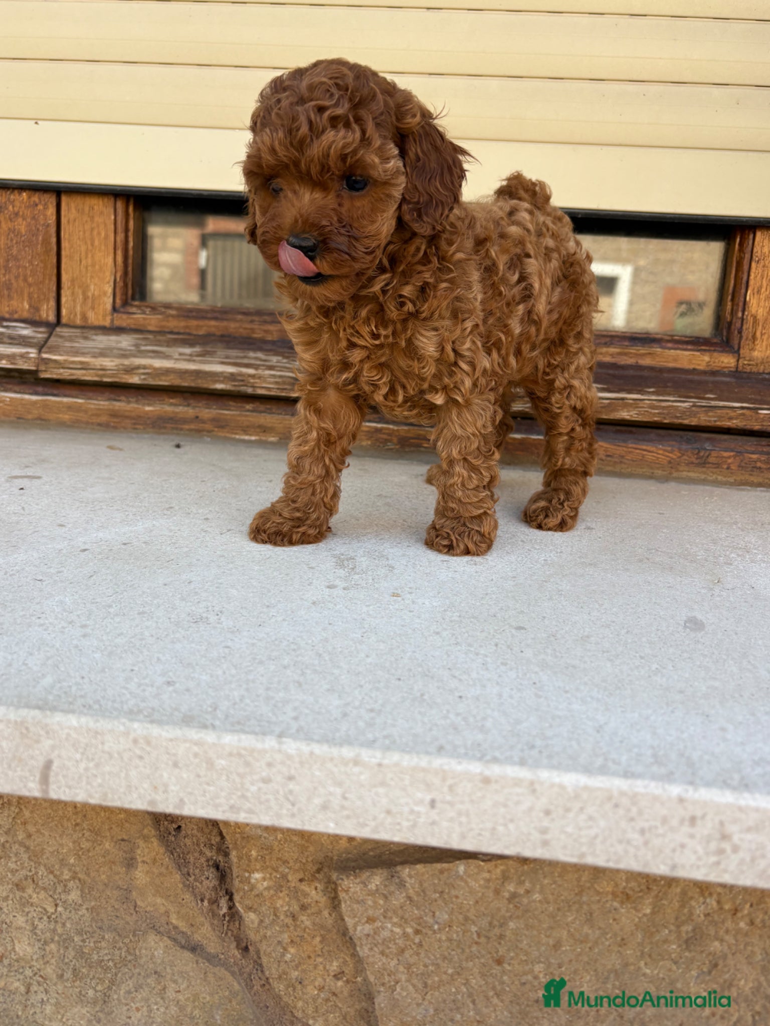 Caniche Toy perros Caniche Toy  - Anuncio 5