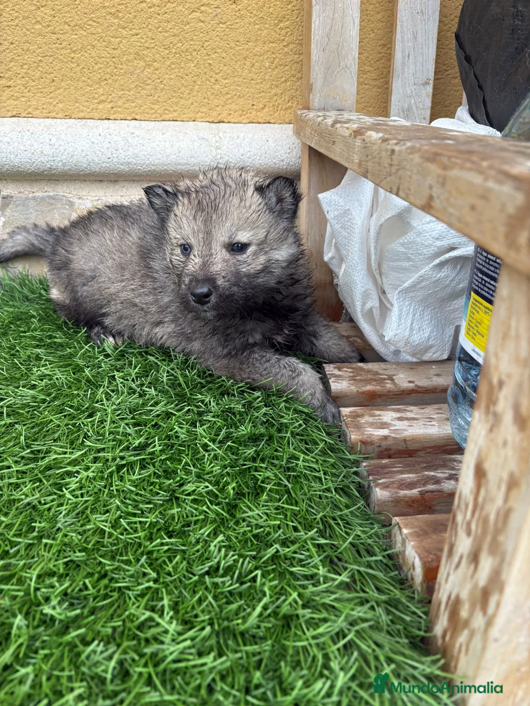 Husky Siberiano perros en venta: Husky siberiano Agouti macho - Anuncio 9