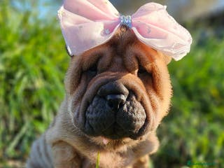 Shar Pei perros CACHORROS SHAR PEI ESPECTACULARES - Anuncio 1