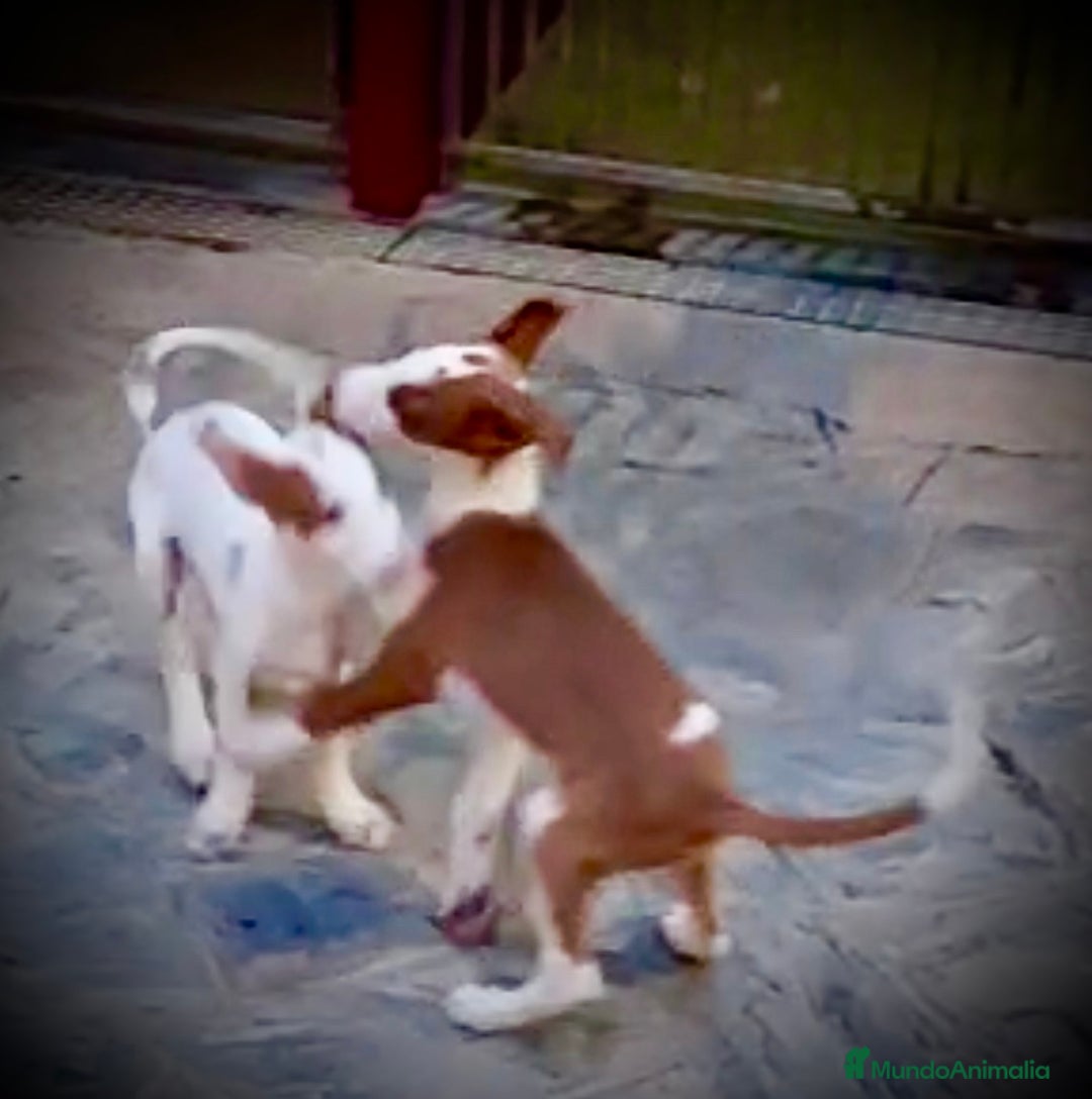 Podenco Ibicenco perros en venta: Podencos ibicencos  - Anuncio 3