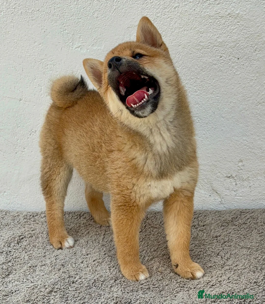 Shiba Inu perros en venta: Shiba Inu Hembra - Anuncio 2