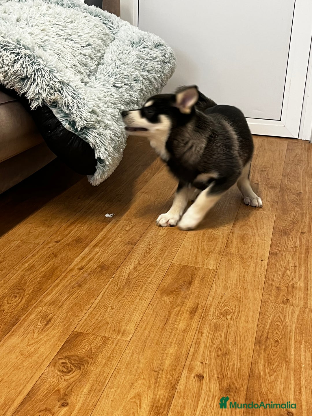 Pomsky perros en venta: Pomsky miniatura multigeneracional  - Anuncio 8