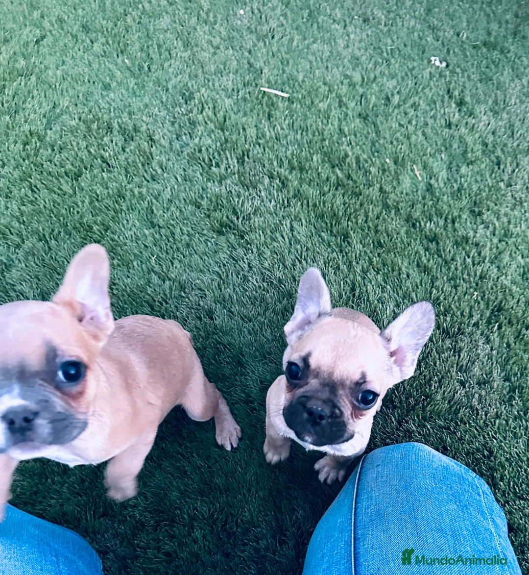Bulldog Francés perros en venta: Cachorrito bulldog frances fawn - Anuncio 2