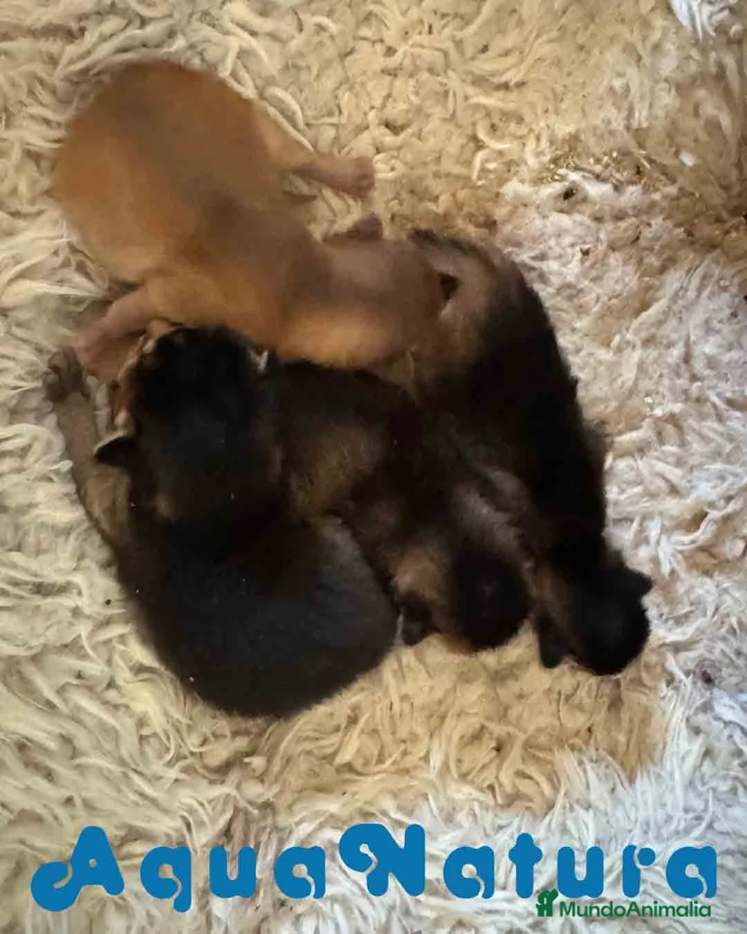 Abisinio gatos en venta: Camada Abisinio de Santa AQUANATURA en Barcelona - Anuncio 5