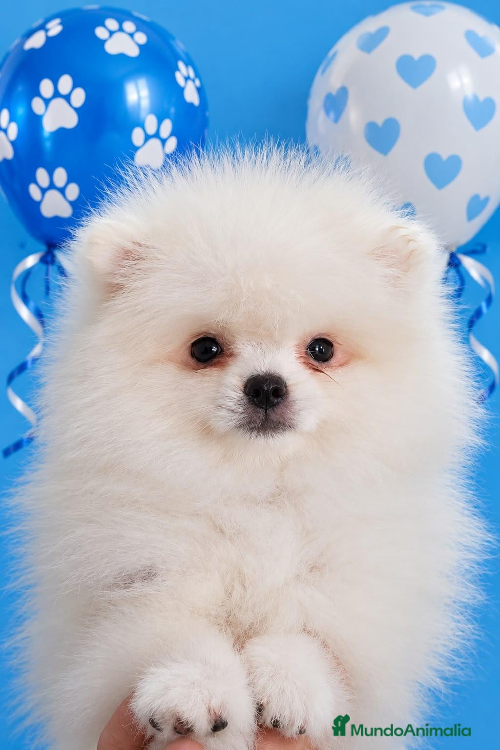 Pomerania perros EJEMPLAR pomerania  - Anuncio 2