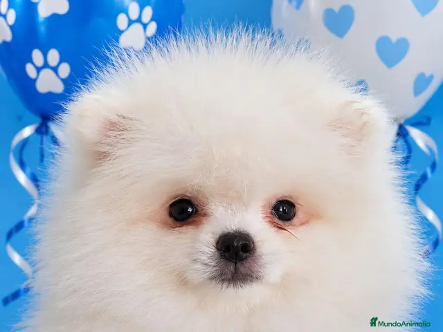 Pomerania perros en venta: EJEMPLAR pomerania - Anuncio 2