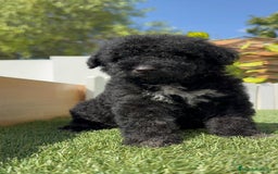 Perro de Agua Español perros en venta: PERRO DE AGUA ESPAÑOL HEMBRA - Imagen 4
