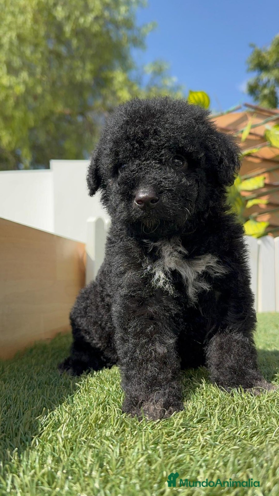 Perro de Agua Español perros en venta: PERRO DE AGUA ESPAÑOL HEMBRA - Imagen 4