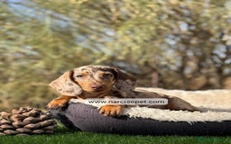 Teckel Miniatura perros en venta: TECKEL ARLEQUIN CHOCOLATE KANINCHEN - Imagen 1