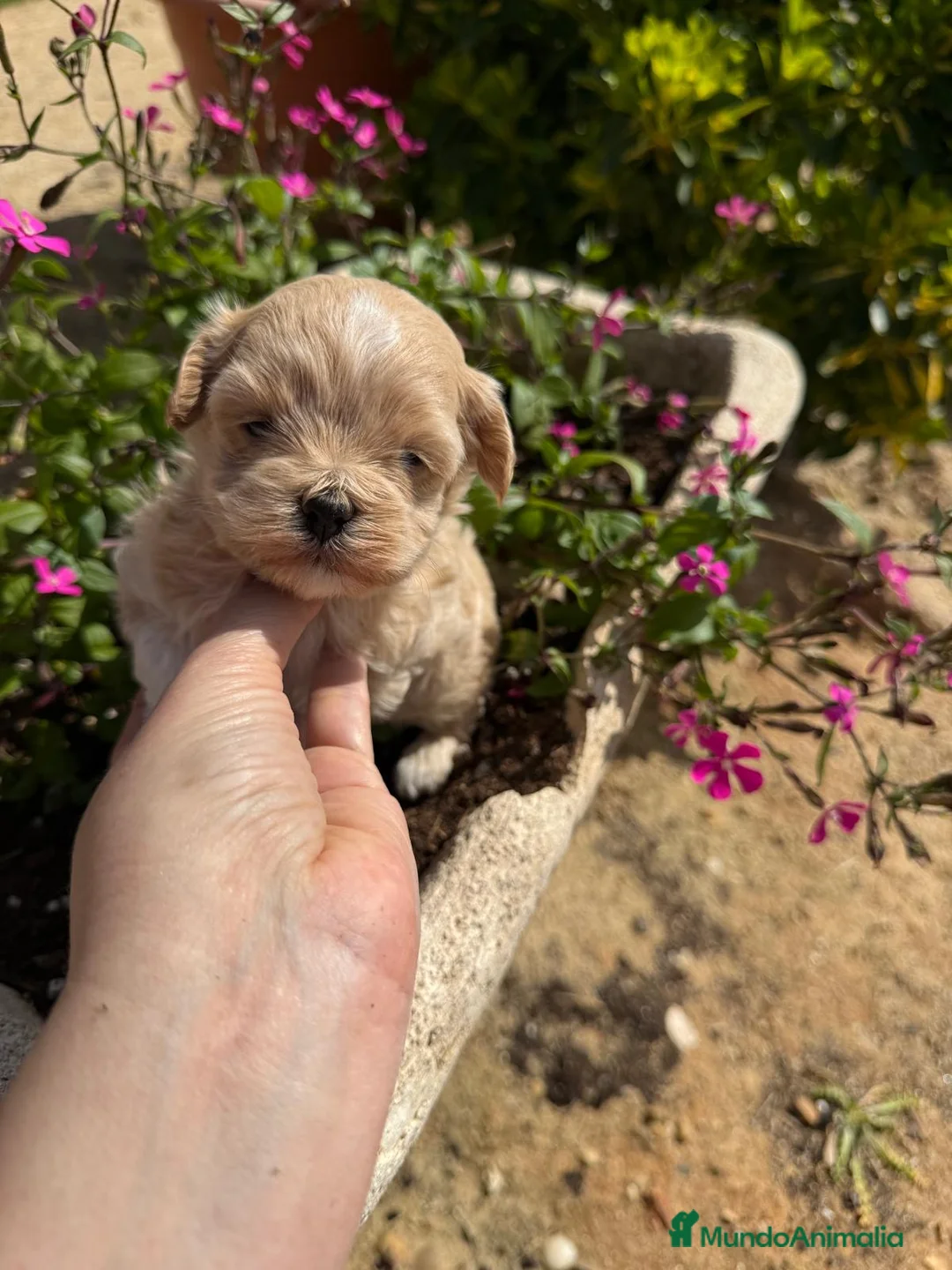 Maltipoo perros en venta: Maltipoo  - Anuncio 2