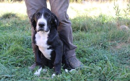 Dogo Alemán perros en venta: Dogo alemán/ gran danés disponibles - Imagen 5