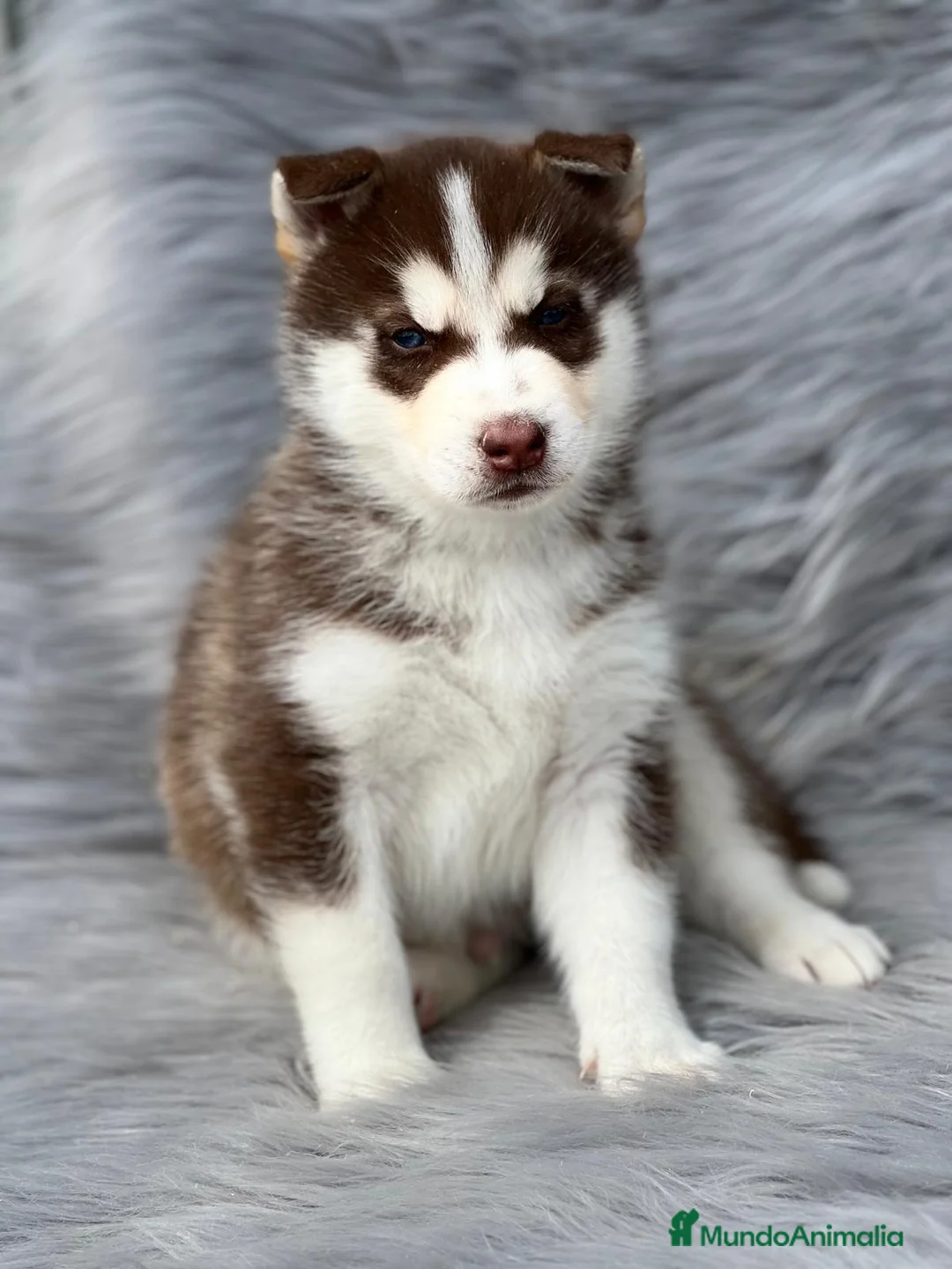 Husky Siberiano perros en venta: HUSKY ROJOS DISPONIBLES en Barcelona - Anuncio 5