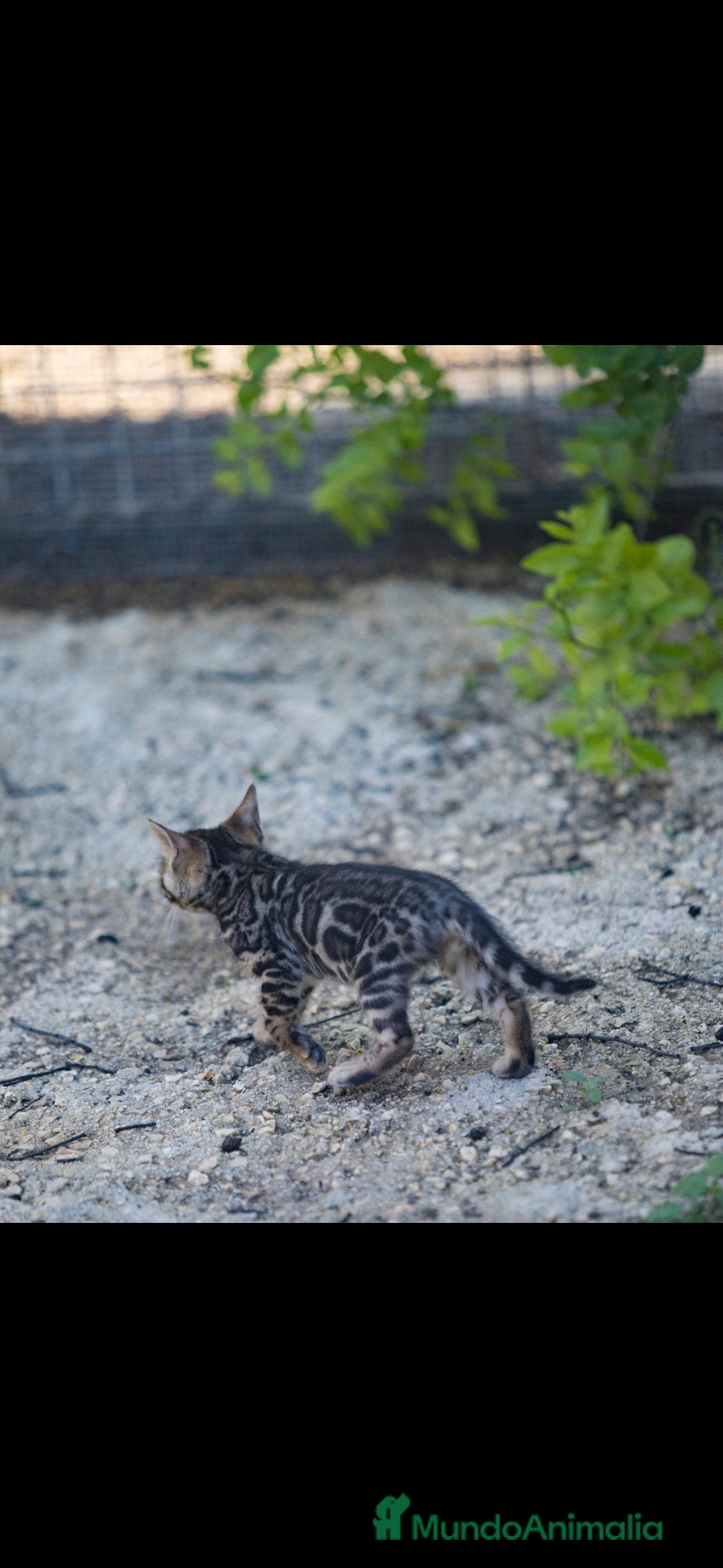 Bengalí gatos en venta: Gatos bengali en Murcia - Imagen 13