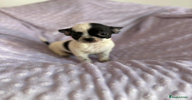 Chihuahua perros - Anuncio 3