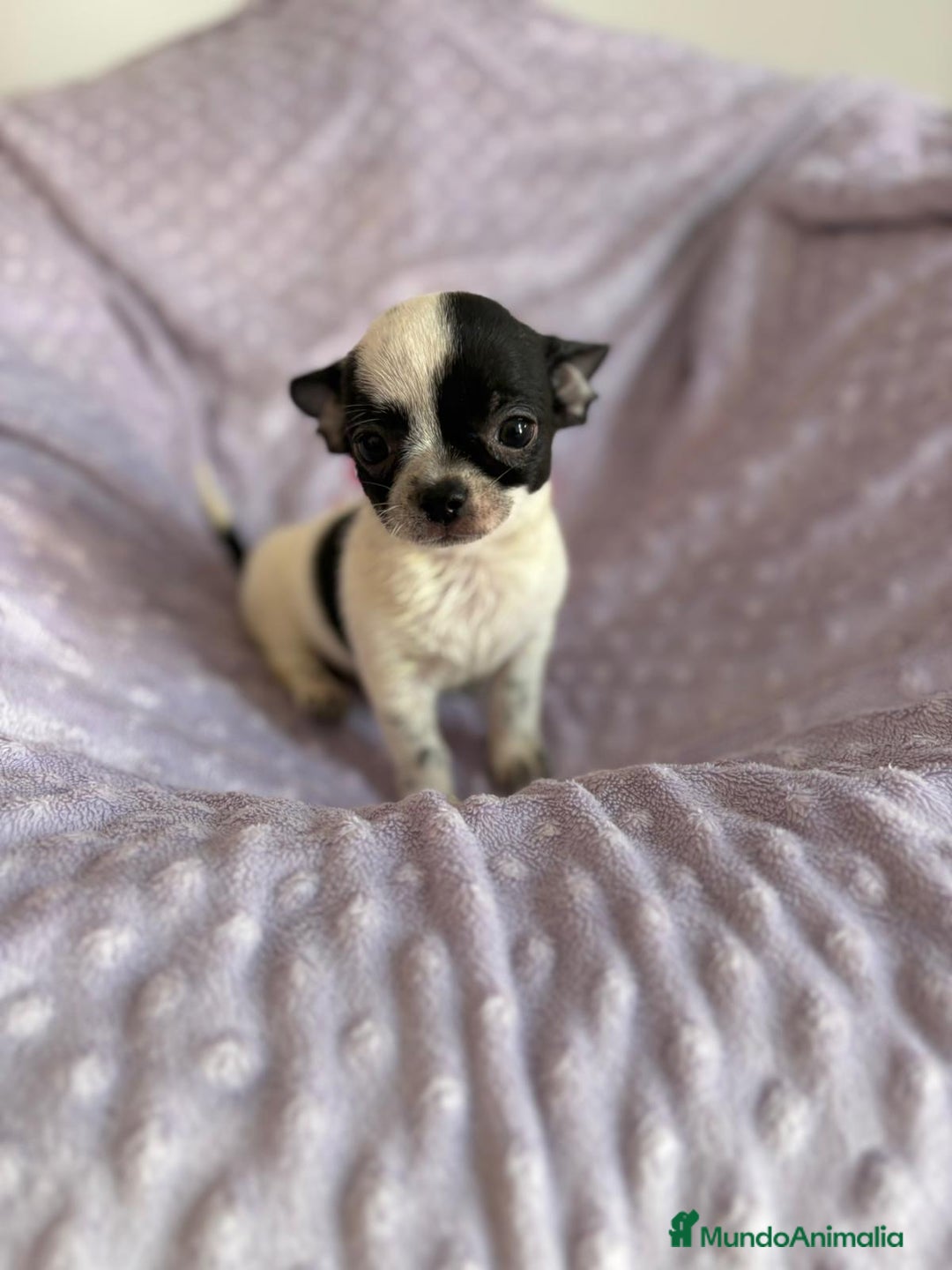Chihuahua perros en venta: Chihuahua mini toy - Imagen 3