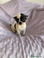 Chihuahua perros - Anuncio 1