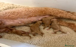 Caniche Toy perros en venta: Caniche toy - Imagen 2