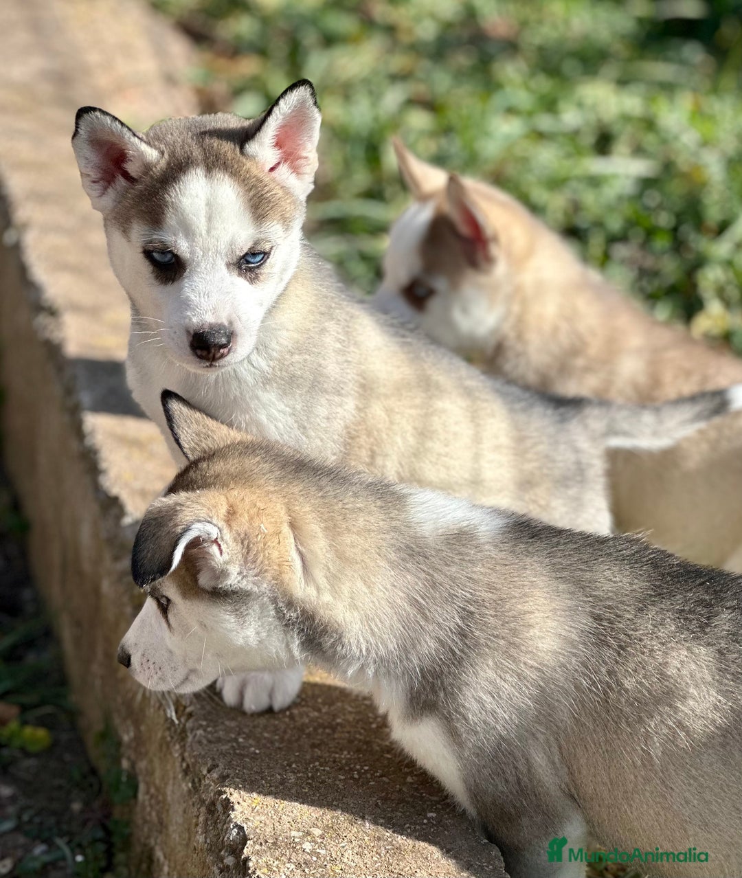 Husky Siberiano perros en venta: HUSKY SIBERIANO HEMBRA en Barcelona - Imagen 4