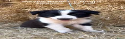 Border Collie perros en venta: BORDER COLLIE DE VILLA BIZNAGA - Anuncio 27