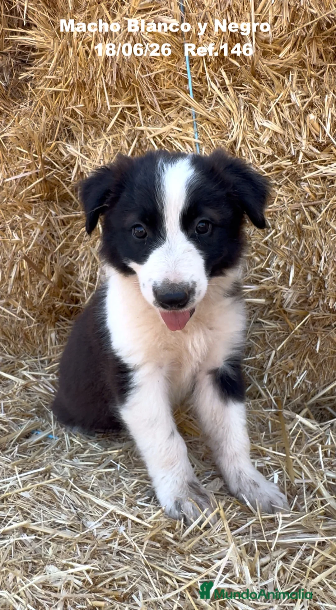 Border Collie perros en venta: BORDER COLLIE DE VILLA BIZNAGA - Anuncio 27