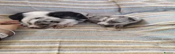 Collie de Pelo Largo perros en venta: Rough collie blue y tricolor  - Anuncio 7