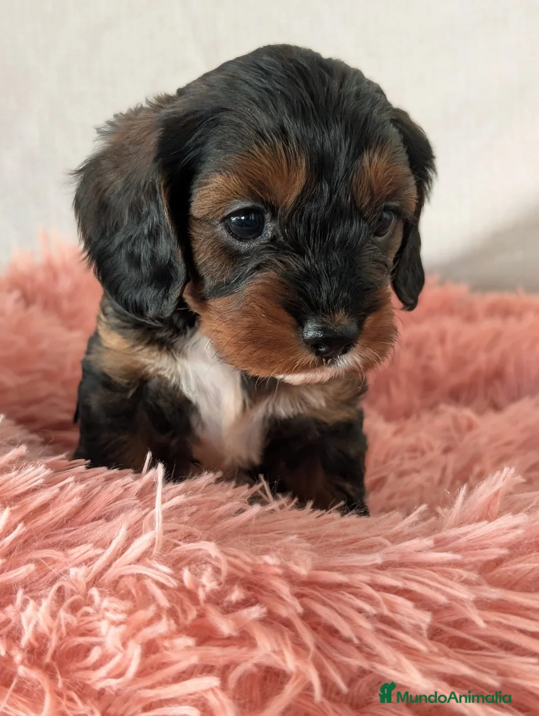Cockapoo perros en venta: Última hembra  - Anuncio 1