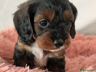 Cockapoo perros Última hembra - Anuncio 2