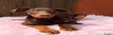 Dobermann 1