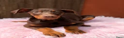 Dobermann perros en venta: Doberman chocolate americana  - Anuncio 7