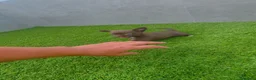 Chihuahua perros en venta: DISPONIBLE CHIHUAHUA MACHO CHOCOLATE  - Anuncio 3