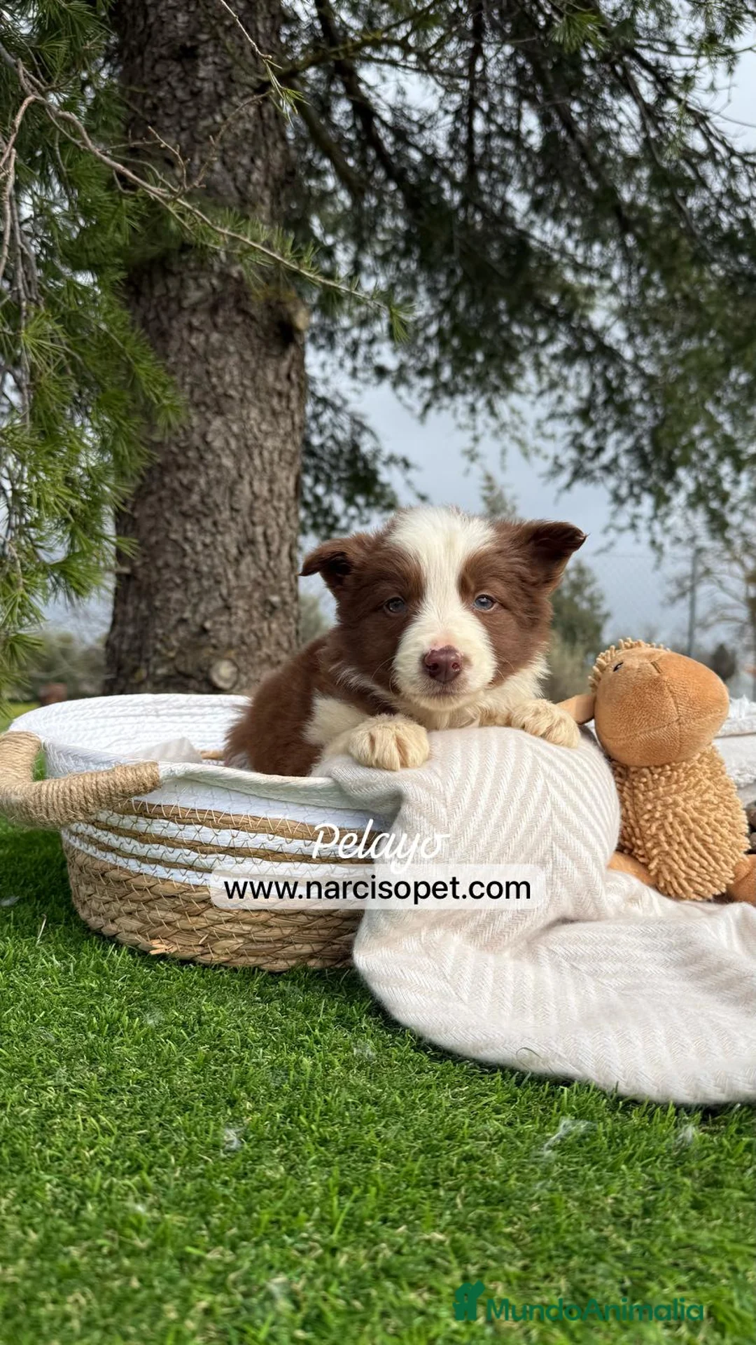 Border Collie perros en venta: CRIA PROFESIONAL BORDER COLLIE CHOCOLATE en Asturias - Anuncio 2
