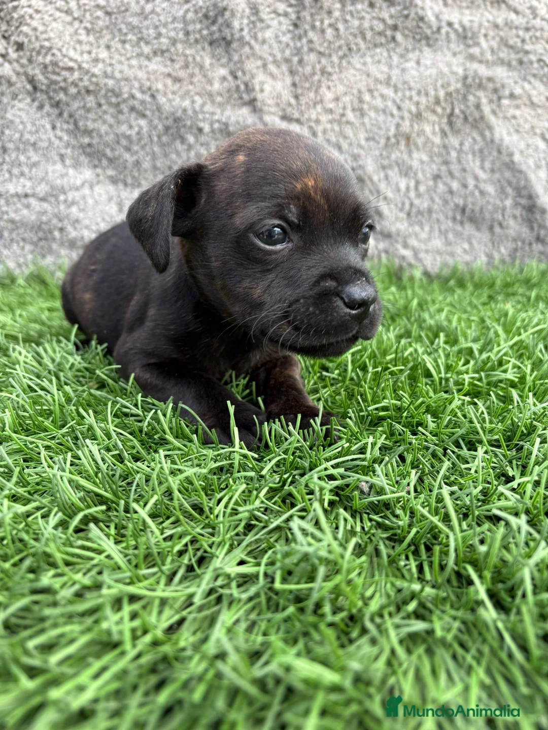 Staffordshire Bull Terrier perros en venta: Macho de Staffordshire Bull Terrier  - Anuncio 6