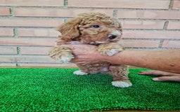 Caniche Toy perros en venta: Caniche   - Imagen 7