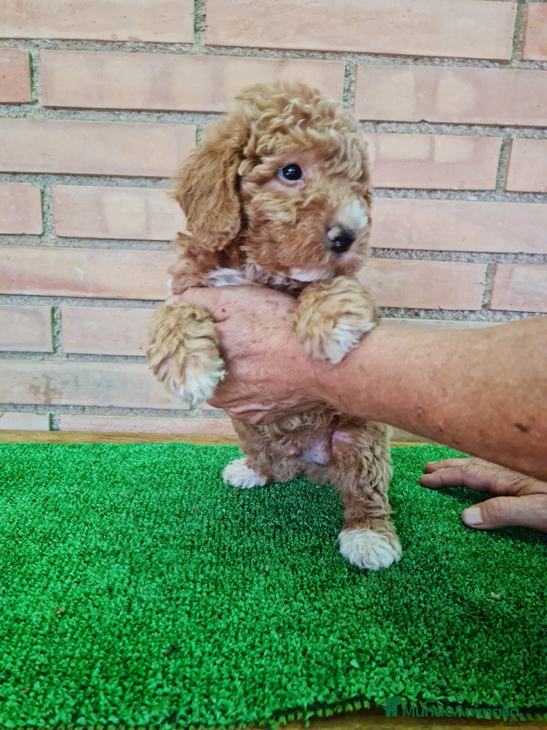 Caniche Toy perros en venta: Caniche   - Imagen 7