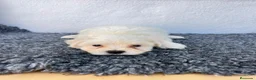 Bichón Maltés perros en venta: Cachorros de maltes - Anuncio 3