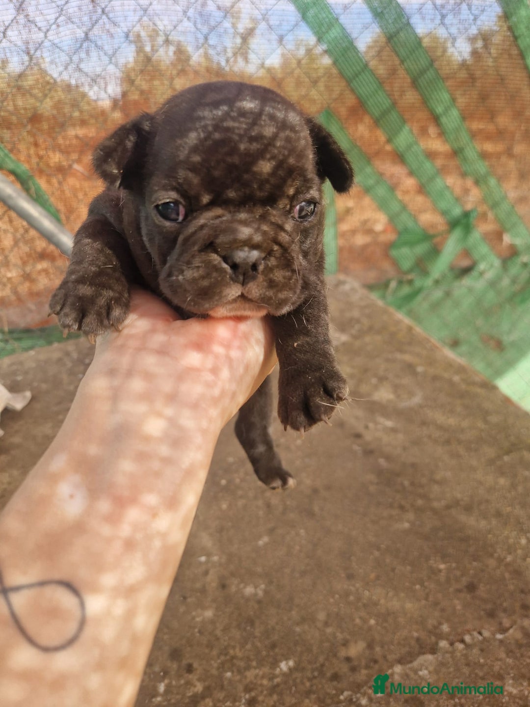 Bulldog Francés perros en venta: 3 hembras de bulldog francés  - Imagen 5