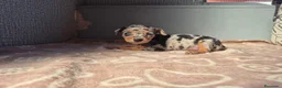 Pinscher Miniatura perros en venta: Cachorros Pinscher Miniatura  - Anuncio 2