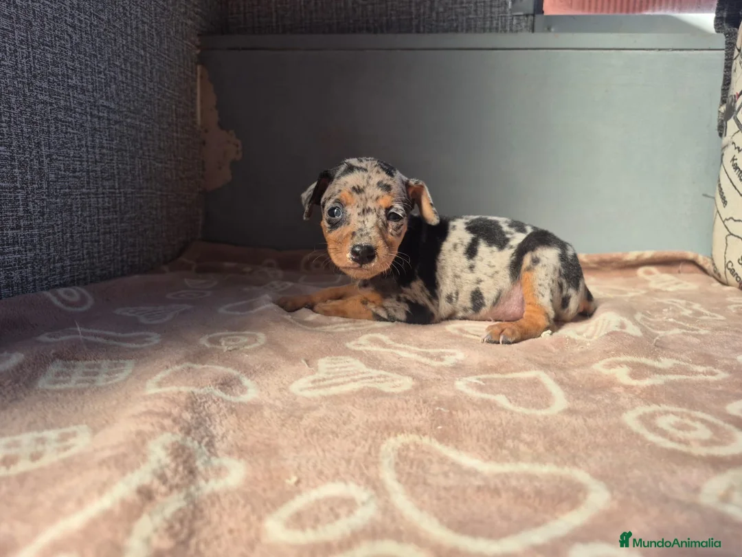 Pinscher Miniatura perros en venta: Cachorros Pinscher Miniatura  - Anuncio 2