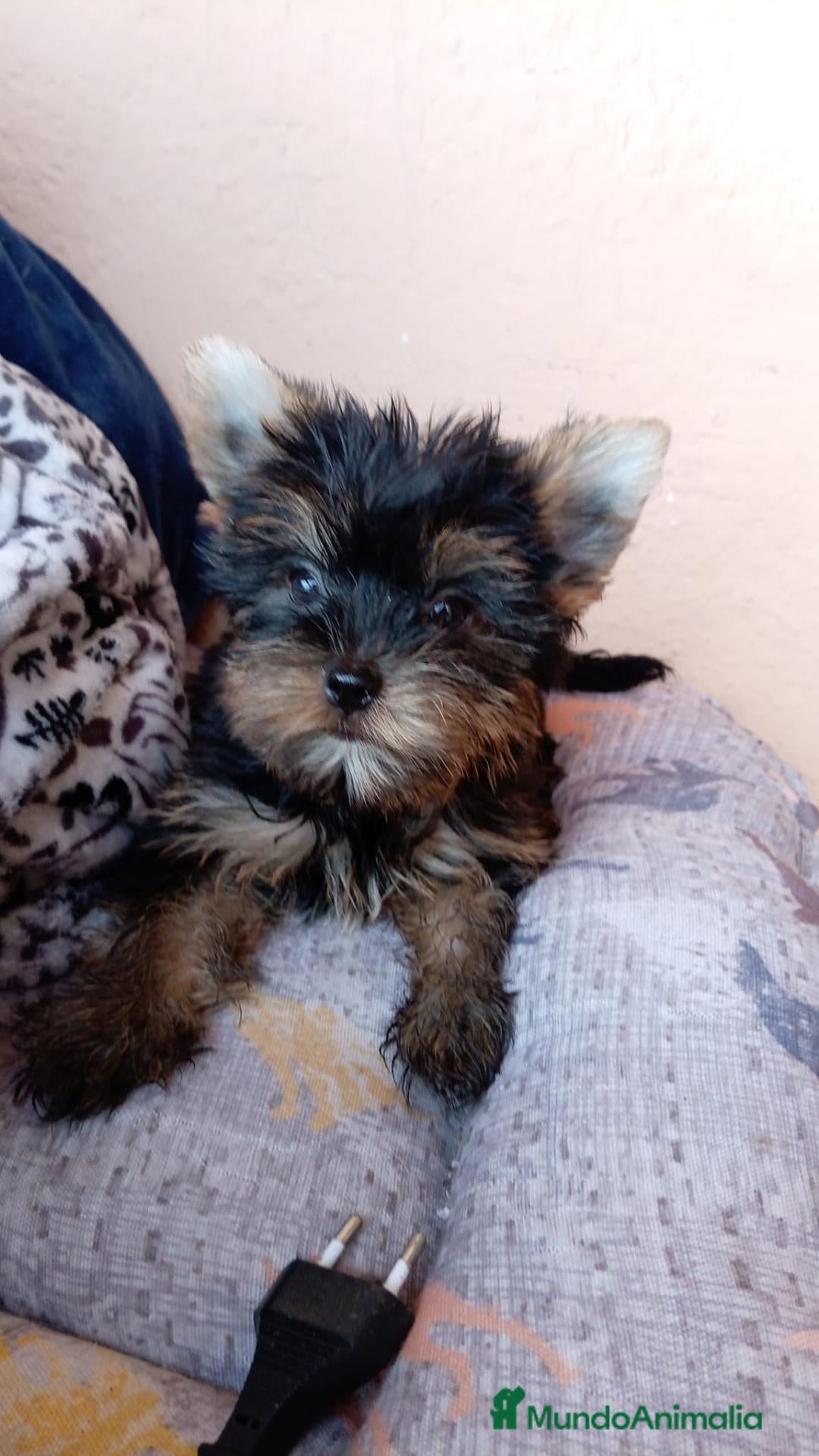 Yorkshire Terrier perros Yorshire toy - Anuncio 1